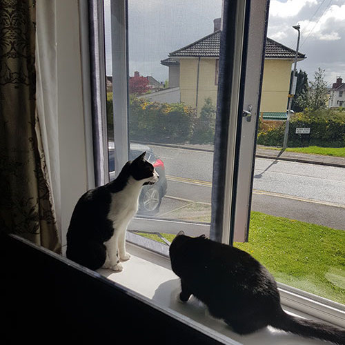 Malla de Ventana para Gatos | Mosquitero para Ventanas para Gatos | Mallas de Protección para Gatos: image 5
